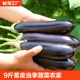 蔬菜农家自种便宜买菜紫色线鲜茄子 9斤茄子新鲜紫皮茄子当季