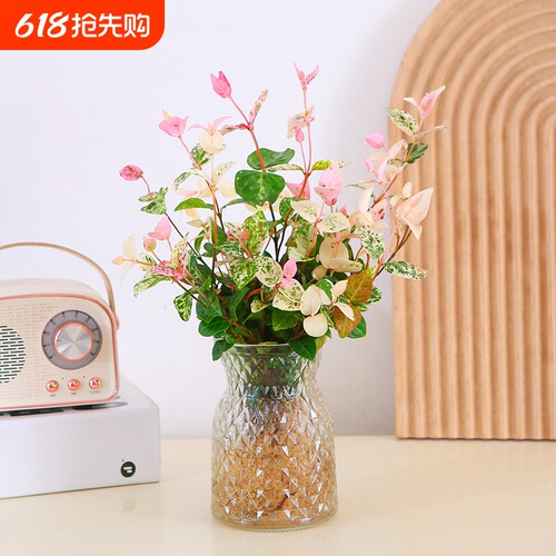花叶络石水培彩叶植物办