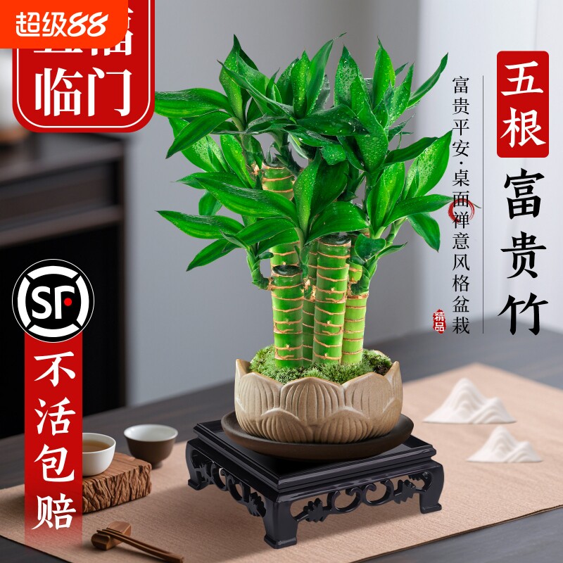 富贵竹植物客厅招财文昌竹盆栽盆景竹子室内绿植桌面小叶花盆陶瓷