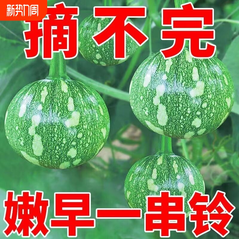 一串铃早嫩南瓜种子高产量阳台盆栽四季小南瓜籽庭院种植蔬菜种子
