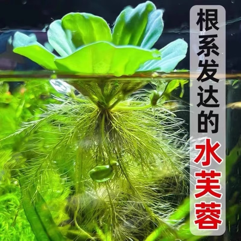 水芙蓉水浮莲浮萍水生鱼缸水草植物净化水质龟缸水族生态缸造景