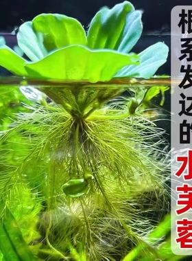 水芙蓉水浮莲浮萍水生鱼缸水草植物净化水质龟缸水族生态缸造景
