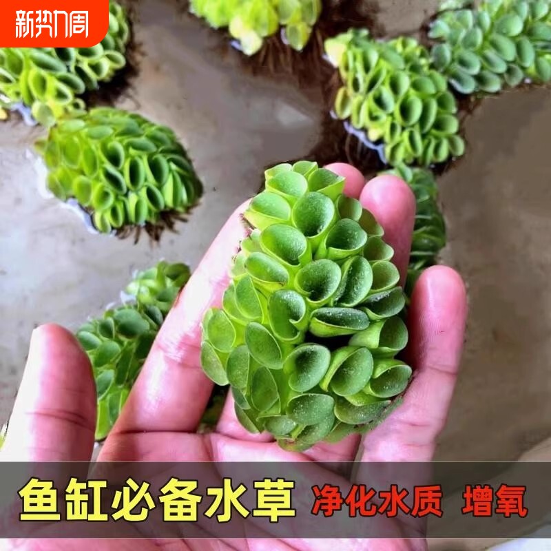 肚兜浮萍水草花卉植物水培鱼塘鱼池鱼缸养乌龟缸净化水质增氧水草