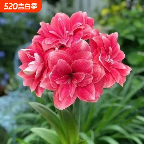 四季开花进口荷兰重瓣朱顶红种球阳台庭院花卉绿植盆栽植物花期