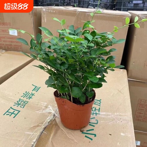 九里香盆栽花卉绿植室内驱蚊四季长绿好养水培观叶植物净化空气