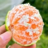 【已验货】宜昌青皮蜜桔5斤60mm