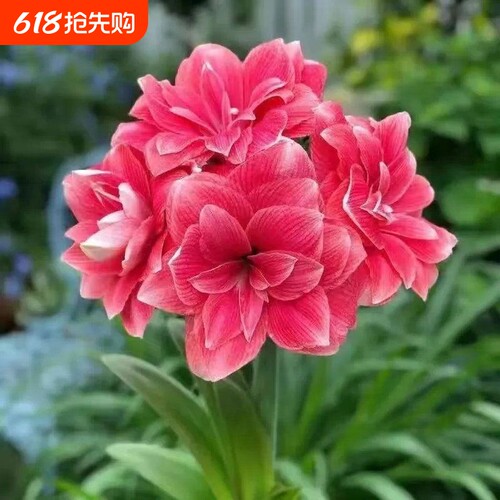四季开花进口荷兰重瓣朱顶红种球阳台庭院花卉绿植盆栽植物花期