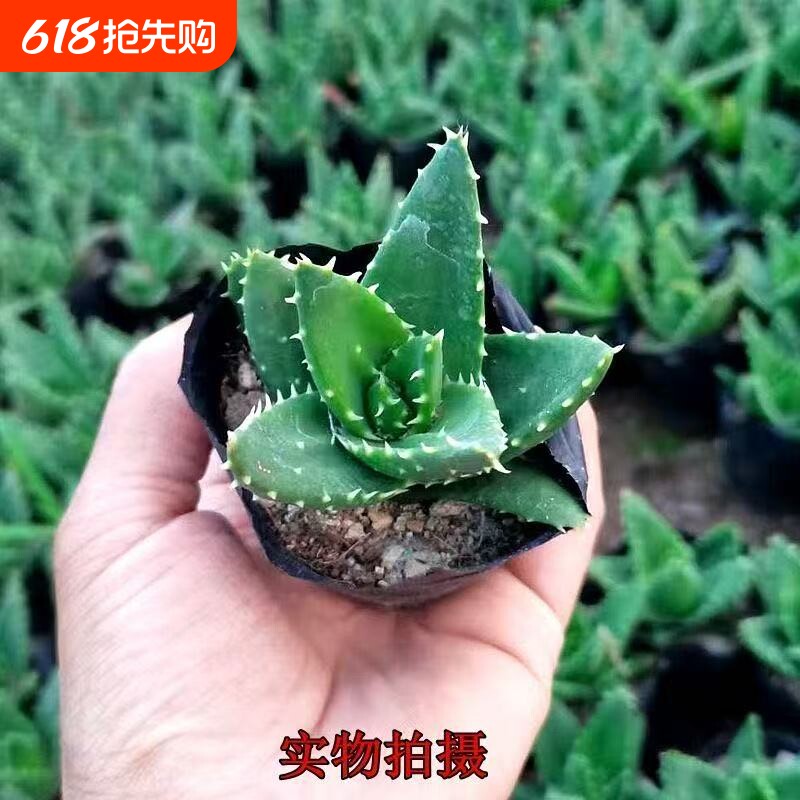 金品芦荟万重山不夜城多肉植物室内外盆栽植物花卉好养易成活庭院