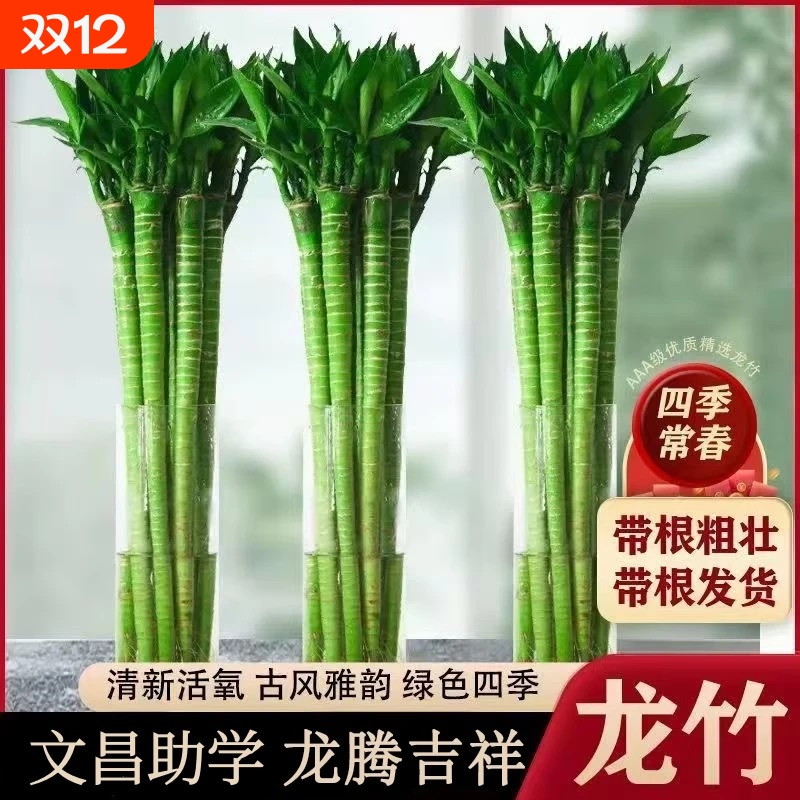 文昌竹龙竹带根水养富贵转运竹节节高水培室内客厅植物
