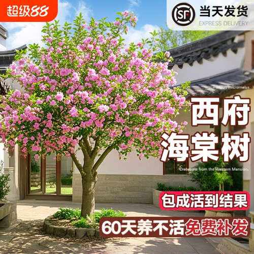 海棠花树苗高杆西府北美海棠耐寒植物庭院盆栽地栽风景树室外开花