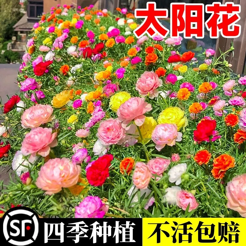 重瓣太阳花四季花野花组合凤仙花庭院盆栽种子开花播种大花百日