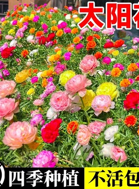 重瓣太阳花种子四季花野花组合凤仙花庭院盆栽开花大花花种播种