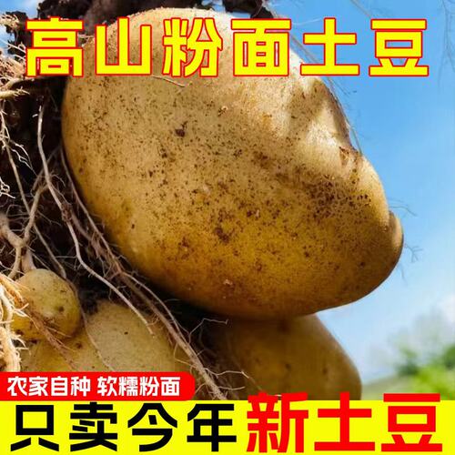 新鲜现挖黄皮黄心土豆