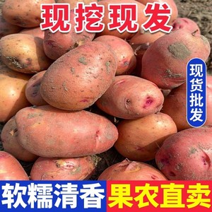 云南新鲜现挖红皮黄心粉糯土豆整箱10/5斤现挖马铃薯洋芋红皮土豆