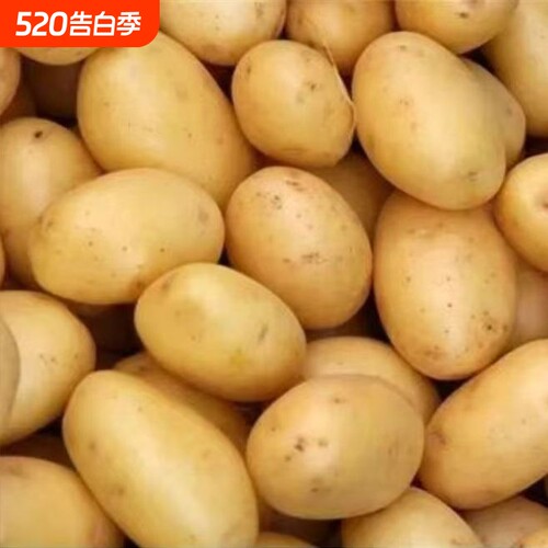 贵州高原山老品种土豆新鲜