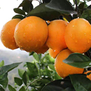 宜昌手剥当季 纽荷尔橙子果冻橙新鲜水果整箱现摘冰糖橙子产地直发