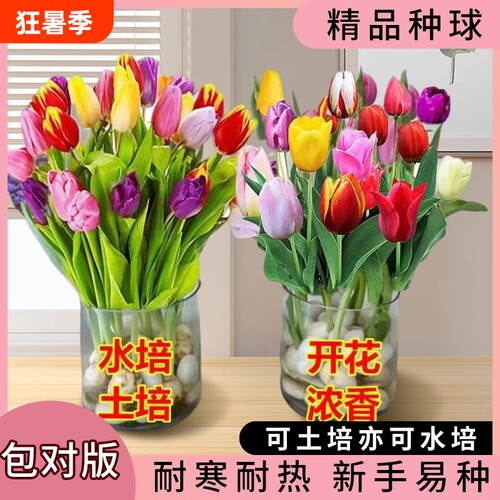 郁金香种球庭院阳台花卉盆栽地载