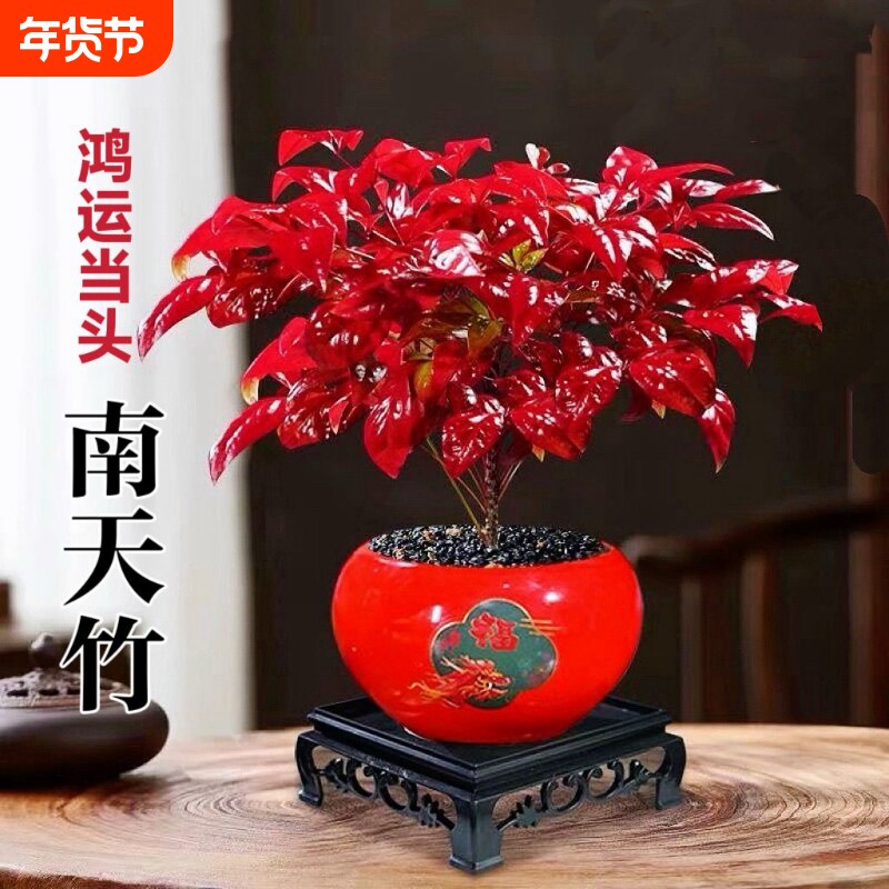火焰南天竹盆栽冬季耐寒好看红叶绿植室内外客厅年宵花卉植物