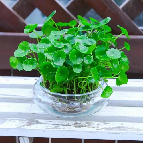 铜钱草招财水培植物办公室桌面盆栽花卉室内水养绿植吸甲醛多规格