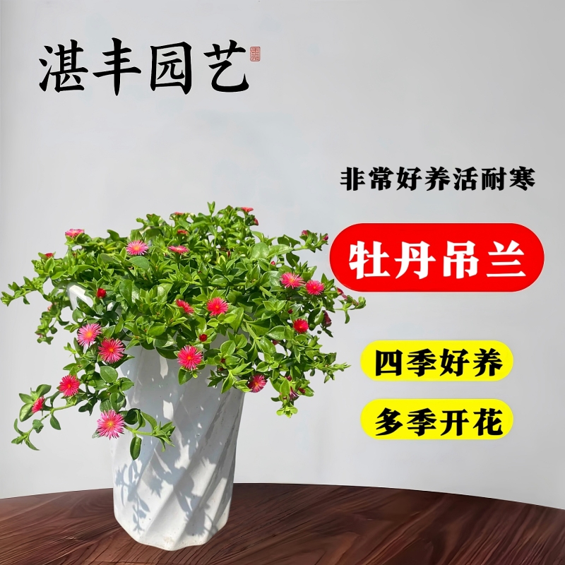 牡丹吊兰盆栽花苗四季阳台开花垂吊带花绿植物室内多年生好养花卉