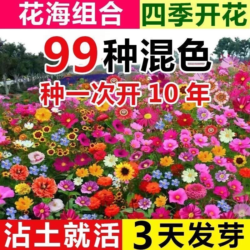 野花组合花种子除虫菊花种籽四季播种室外庭院阳台开花花卉种籽子
