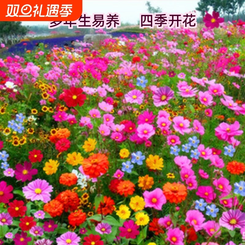 波斯菊花种子凤仙花种籽子四季播种开花野花组合籽庭院太阳花重瓣