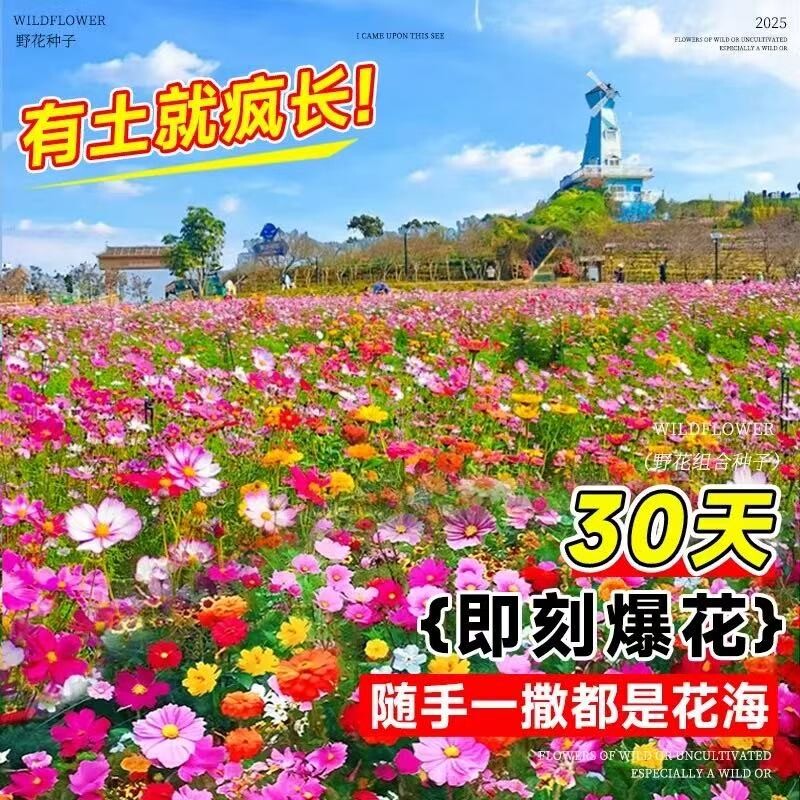 熠彤种子四季开花花期长图片