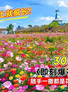熠彤种子四季开花花期长