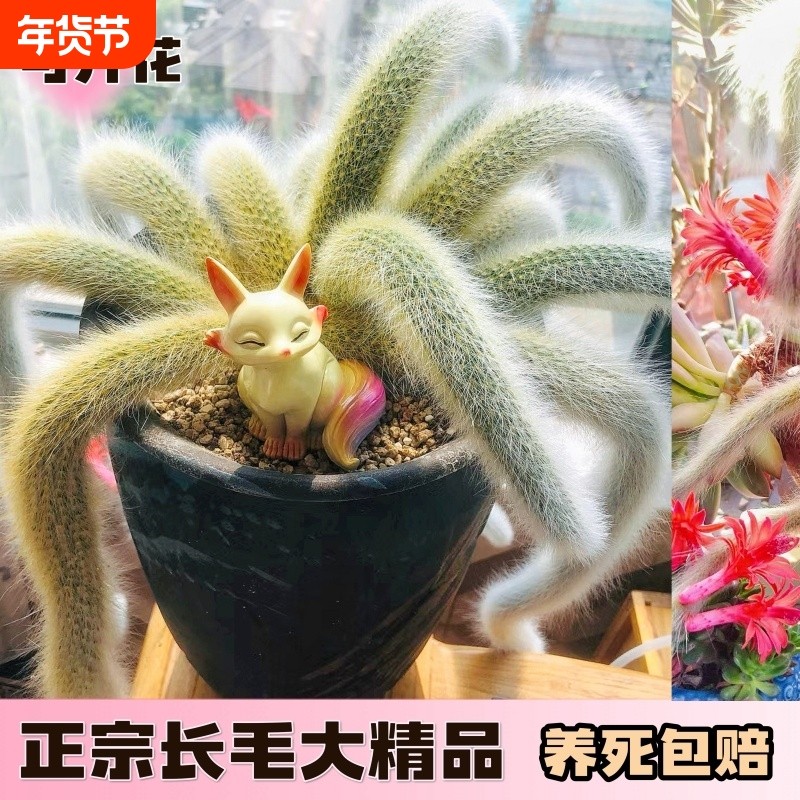 精品开花九尾狐多肉植物高档盆栽长毛系列猴尾巴办公室盆栽防辐射
