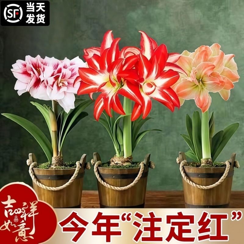 朱顶红种球进口重瓣室内外阳台四季开花卉绿植盆栽植物耐寒水培