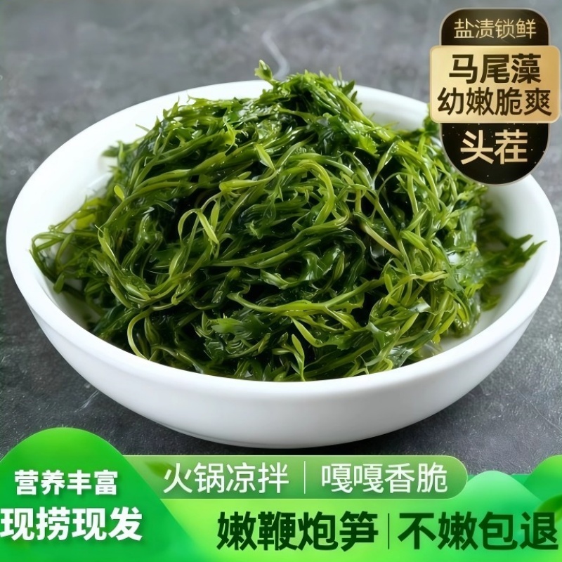 鞭炮笋新鲜海藻羊栖菜火锅凉拌菜海草火炮菜盐渍马尾藻营养长寿菜