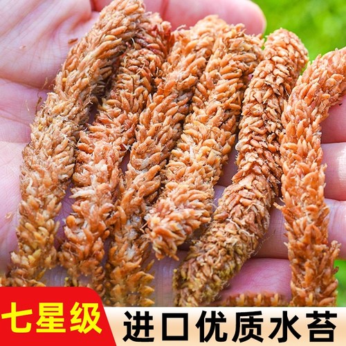 毛毛虫水苔蝴蝶兰花土植料