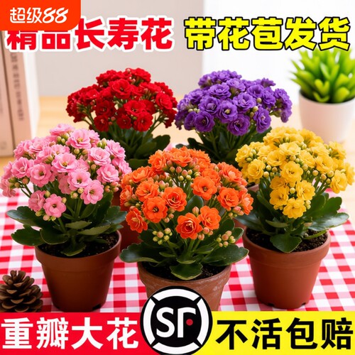 新品长寿花盆栽带花苞重瓣大花苗阳台花卉绿植物室内好养四季开花