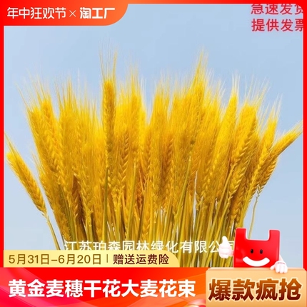 黄金麦穗干花大麦花束装饰客厅小麦送礼插花瓶仿真花摆件开业天然