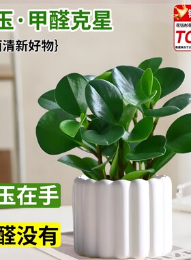碧玉盆栽室内绿植盆景豆瓣绿净化空气客厅桌面小绿植四季常青水培