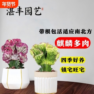 多肉植物玉麒麟盆栽仙人掌彩麒麟盆栽室内客厅绿植盆栽