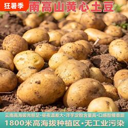 云南土豆云南昭通黄心土豆云南高山黄心洋芋老品种农家自种新鲜