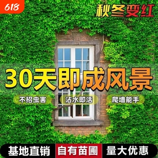 爬山虎树苗爬墙虎爬藤绿植物四季常青不落叶庭院藤蔓种子阳台耐寒