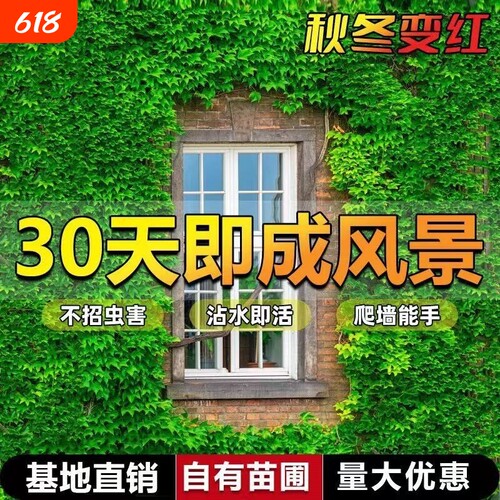 爬山虎树苗爬墙虎爬藤绿植物四季常青不落叶庭院藤蔓种子阳台耐寒