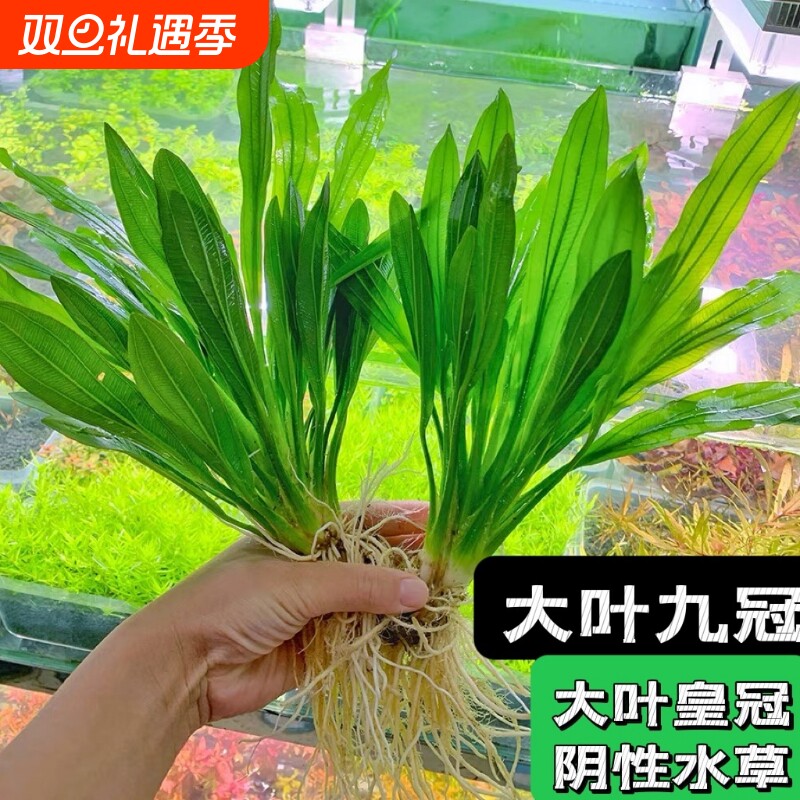 大叶九冠绿皇冠水草迷你九冠红九冠鱼缸造景装饰植物中后景阴性草