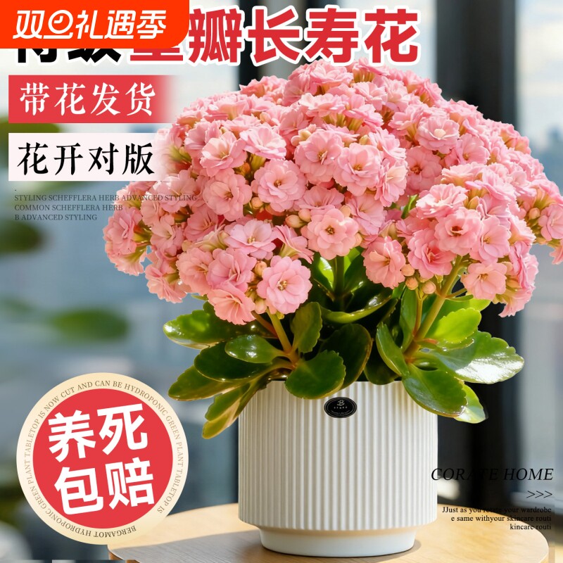 长寿花盆栽带花苞重瓣变色龙大花四季好养活室内开花绿植花卉阳台