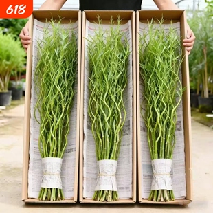 龙柳鲜枝水培植物雪柳带花苞柳条枝客厅绿植花卉室内盆栽好养水养
