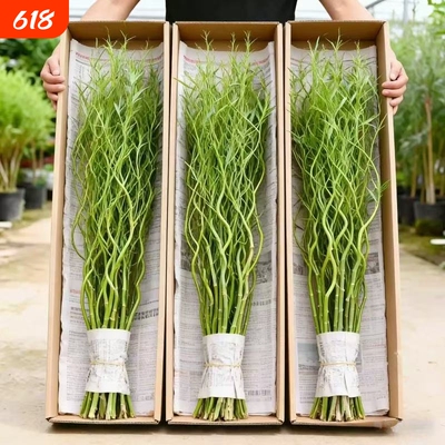 龙柳鲜枝水培植物雪柳带花苞柳条枝客厅绿植花卉室内盆栽好养水养