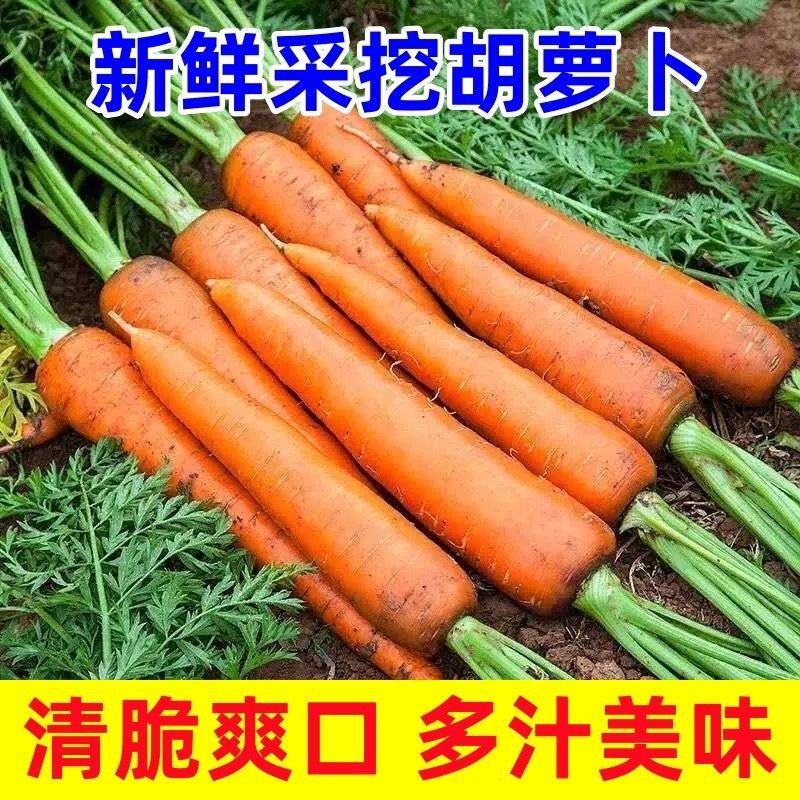 新鲜胡萝卜带泥农家自种现挖当季水果胡萝卜脆甜多汁生吃蔬菜包邮,水产肉类/新鲜蔬果/熟食,萝卜/胡萝卜,淘宝优惠券,粉丝福利购,淘宝优惠卷