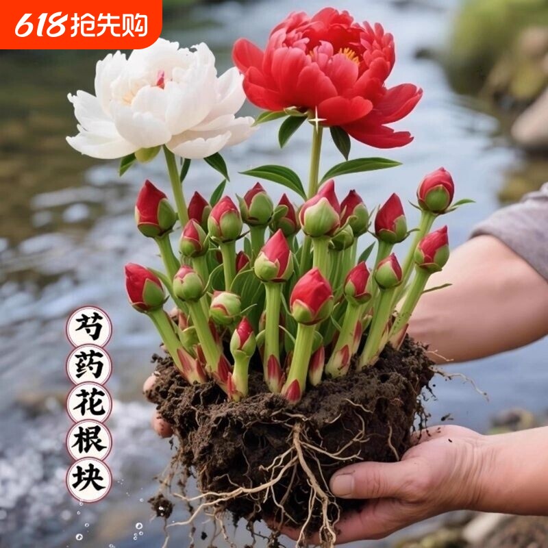 芍药花苗重瓣带芽种球大苗花卉阳台牡丹花种根盆栽植物落日珊瑚