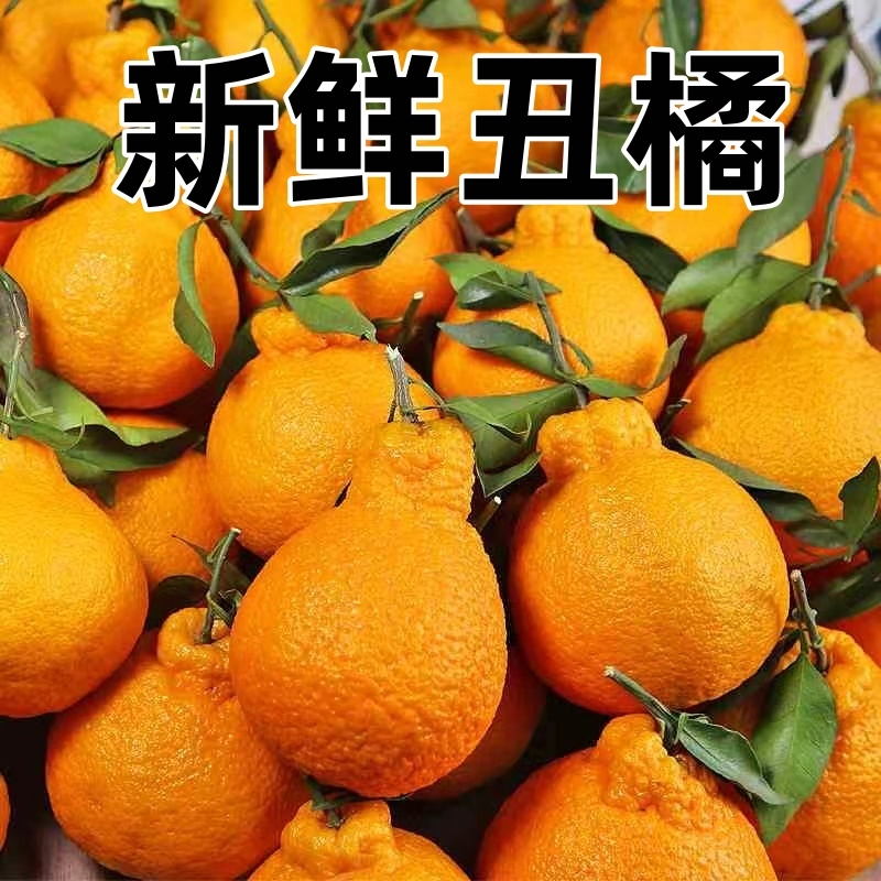 正宗高山丑橘丑八怪当季新鲜水果橘子薄皮春见耙耙柑整箱桔子青皮
