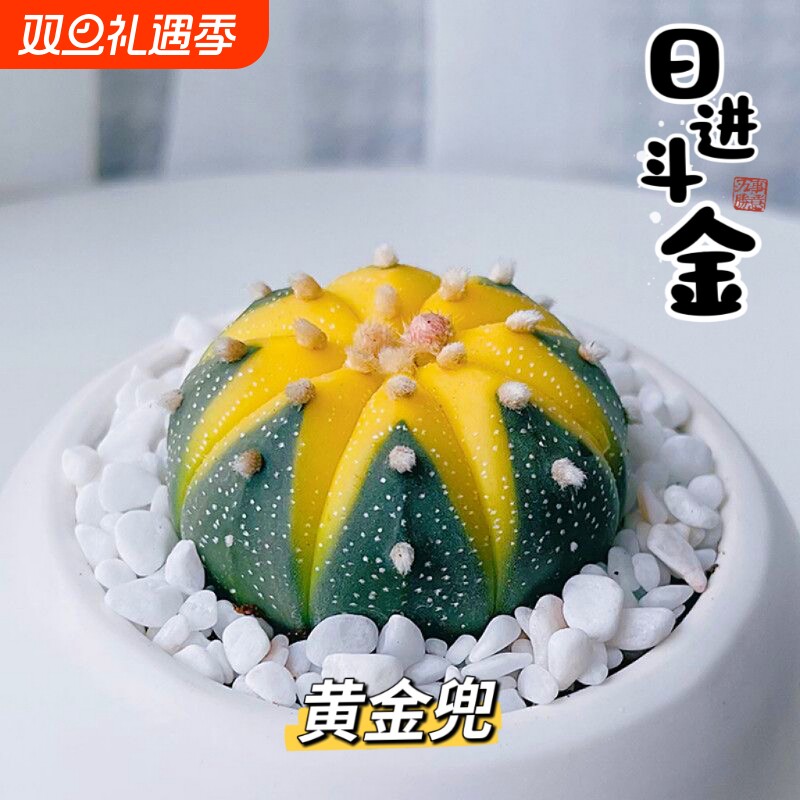 【金钱进兜】黄金兜星兜锦仙人球多肉植物办公室微型绿植花卉盆栽