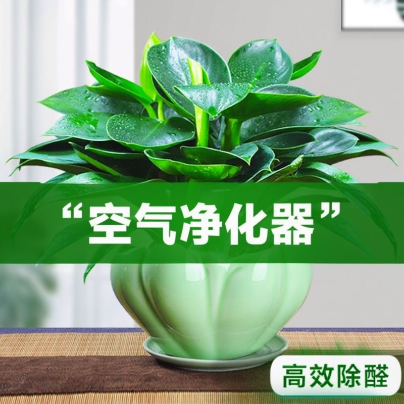 金钻盆栽绿植绿萝箩水培植物室内花卉办公室客厅好养阳台甲醛铂金,鲜花速递/花卉仿真/绿植园艺,绿植,淘宝优惠券,粉丝福利购,淘宝优惠卷