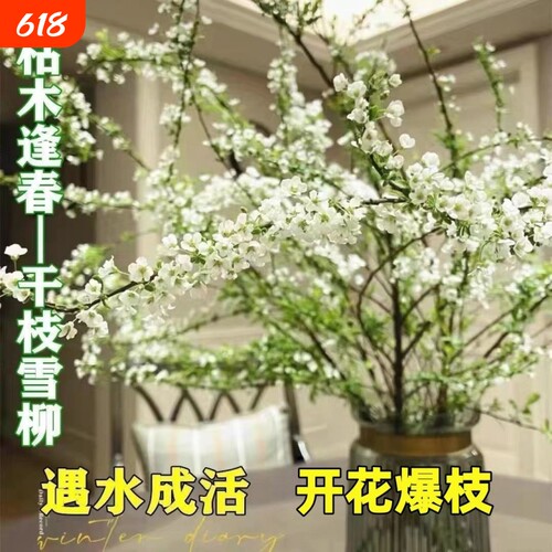 水培雪柳干枝支鲜枝高级水养插花植物鲜花卉室内盆栽绿植龙柳好活