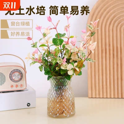 花叶络石水培彩叶植物办